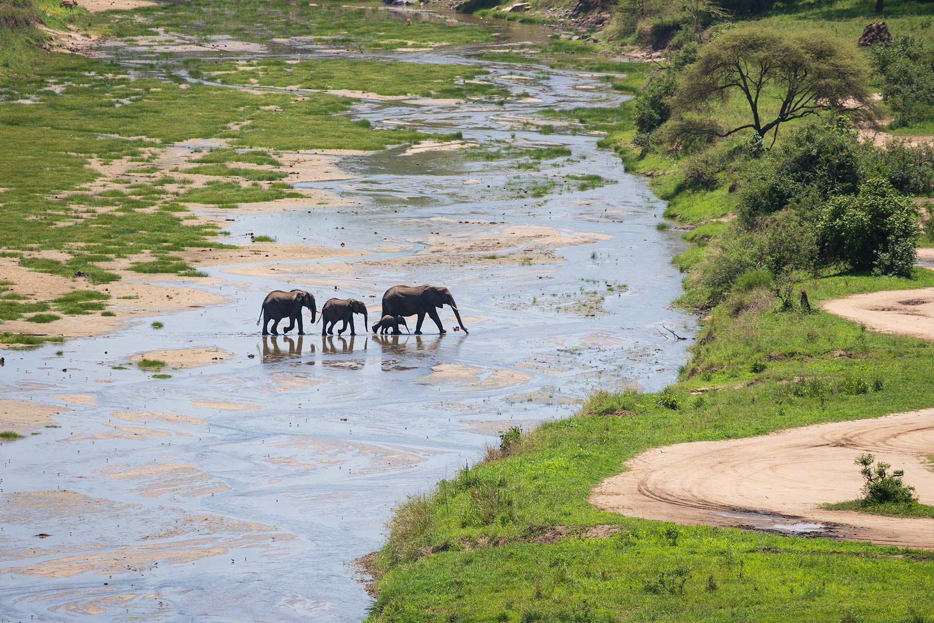 Safari Tour